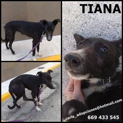 ADOPTA A TIANA