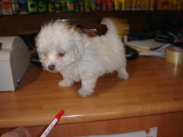 Bichon Maltes hembra 390 euros