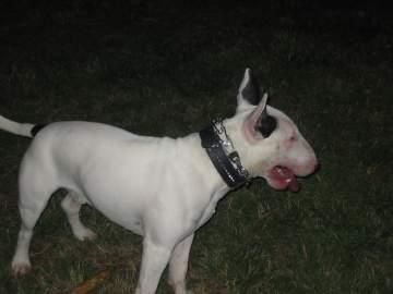 Bull terrier macho busca novia