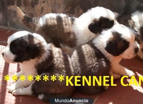 excelentes cachorros de san bernardo