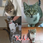 KIKA: gata confiada y extremadamente cariñosa viviendo en la calle - mejor precio | unprecio.es