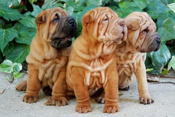 Shar-pei, economicos y espectaculares