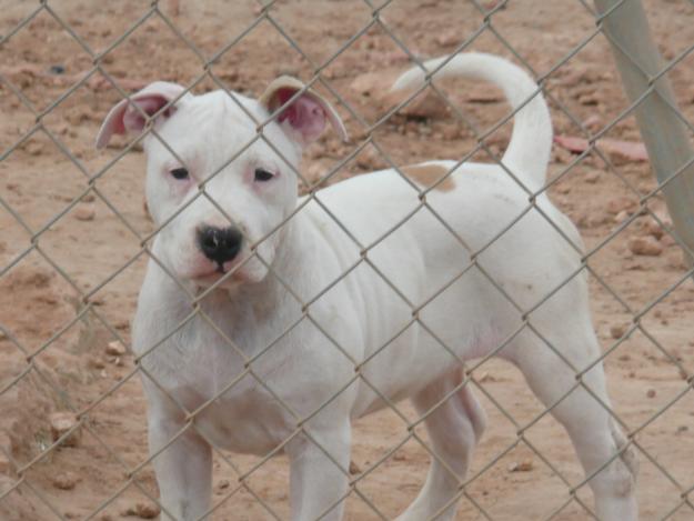 american de c ans de guines cachorros disponibles,,,,de aaron de guines ,,,