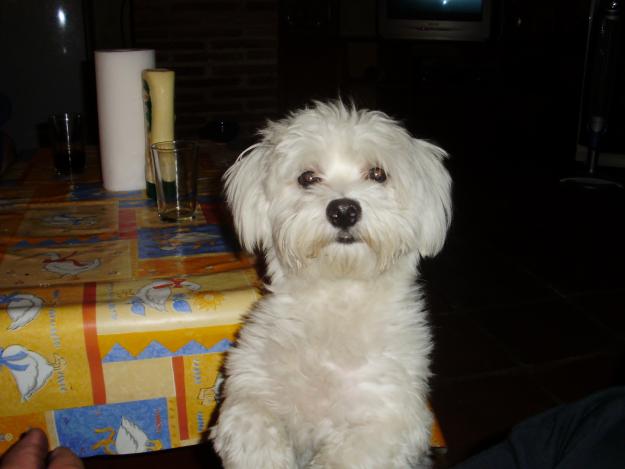 BICHON MALTES  MACHO