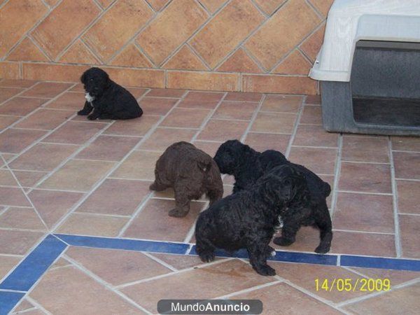 Cachorros  Perro de Agua Español