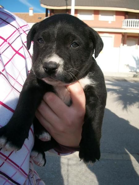 Cachorros x de labrador de 2 meses en adopcion