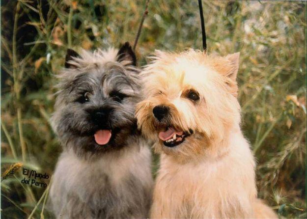 CAIRN TERRIER