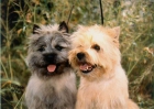 CAIRN TERRIER - mejor precio | unprecio.es