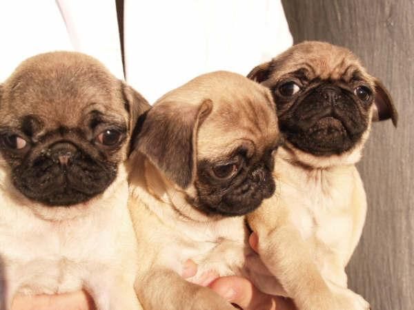 Carlino, cachorros de Pura Raza