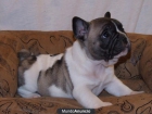 PRECIOSA LINEA DE BULLDOG FRANCES CON 2 MESES LISTOS PARA ENTREGAR !!! - mejor precio | unprecio.es