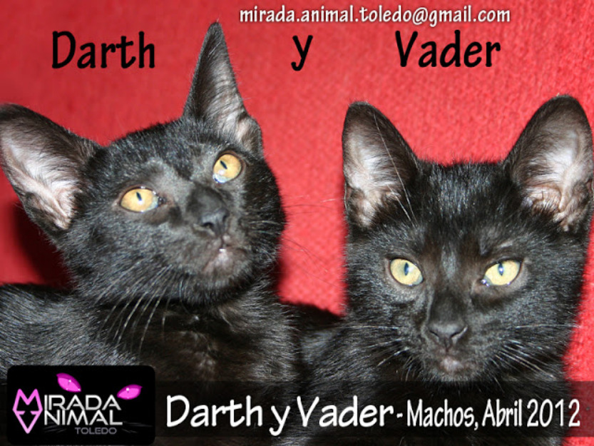 Gato. darth y vader, pásate al lado oscuro! toledo-madrid