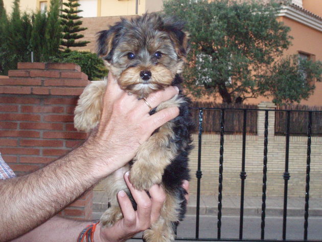 cachorrito yorkshire