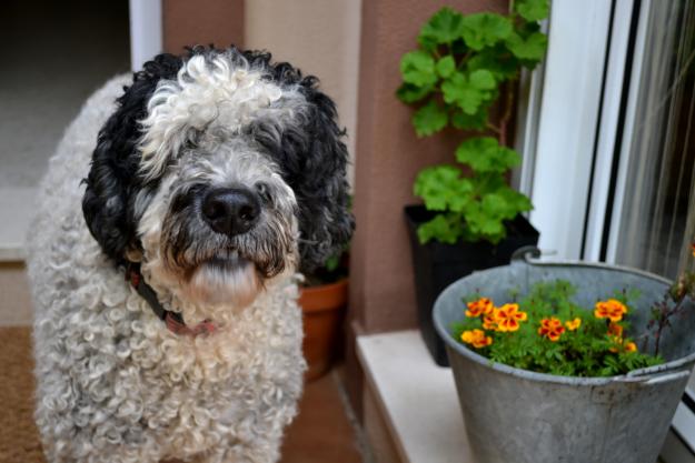 perro de aguas busca familia