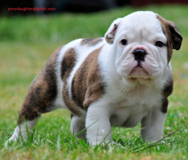 Regalo macho y hembra bulldog ingles cachorros