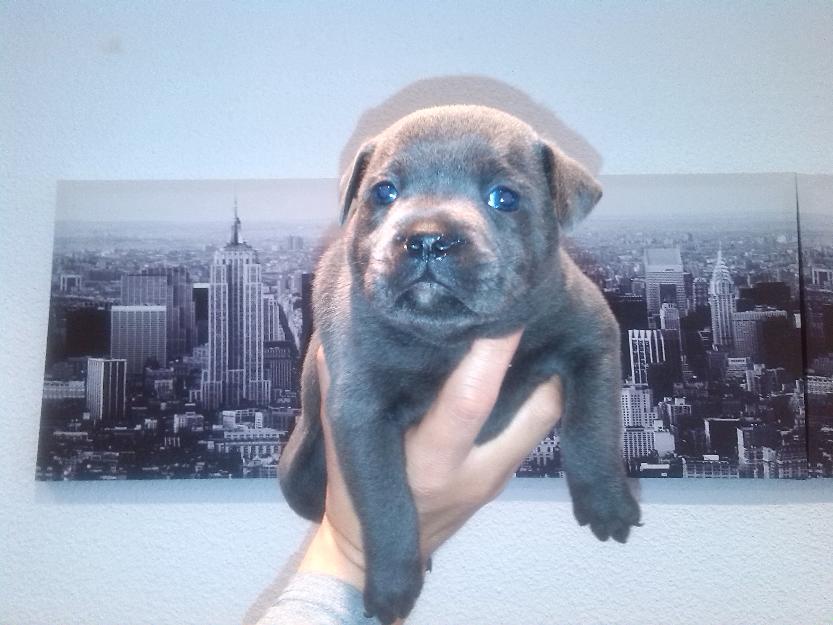 staffordshire bull terrier blue - azul