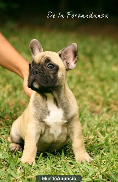 ☼BULLDOG Macho FAWN y Hemb BRINDLE