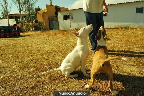 Bullterrier Blancos Hembras Con 3 Meses y Medio por 400 er con pedigre