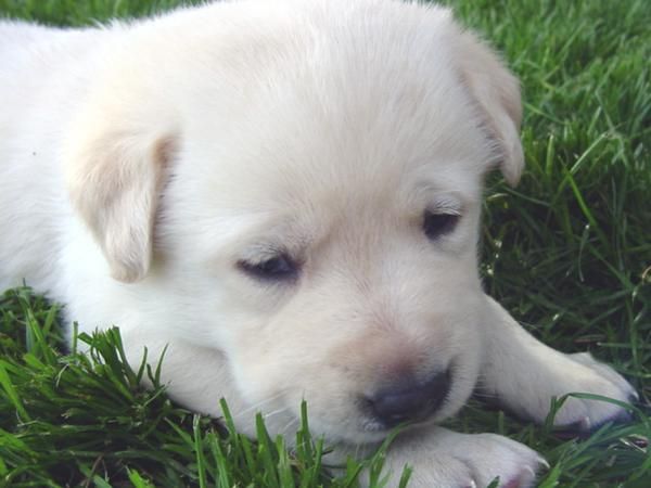 Cachorros labrador crema claro hijos de Multicampeón