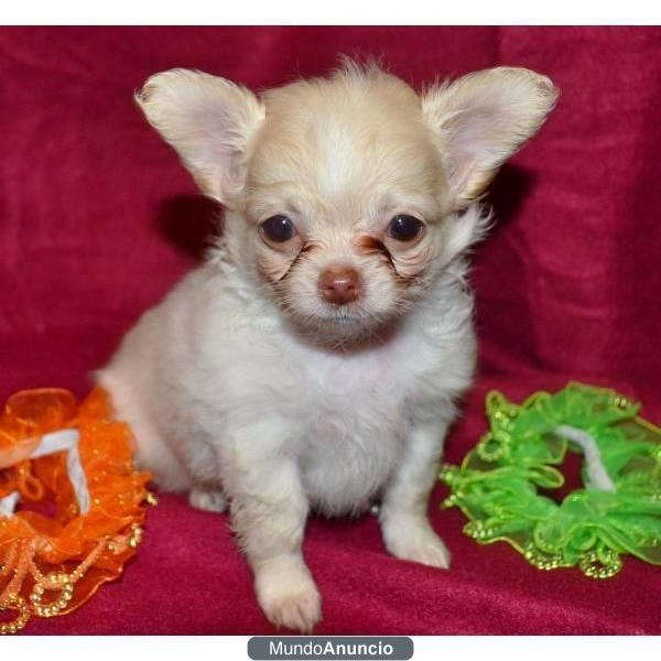 Chihuahua cachorros (domesticado)