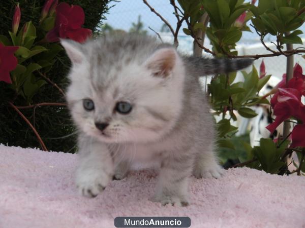 En venta gatitos British shorthair