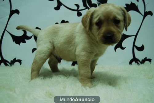 Labradores Excelentes Cachorros disponibles