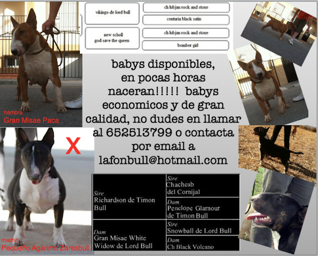 Proxima camada bull terrier standar, (haz tu reserva)