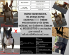 Proxima camada bull terrier standar, (haz tu reserva) - mejor precio | unprecio.es