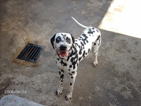 Regalo Dalmata hembra