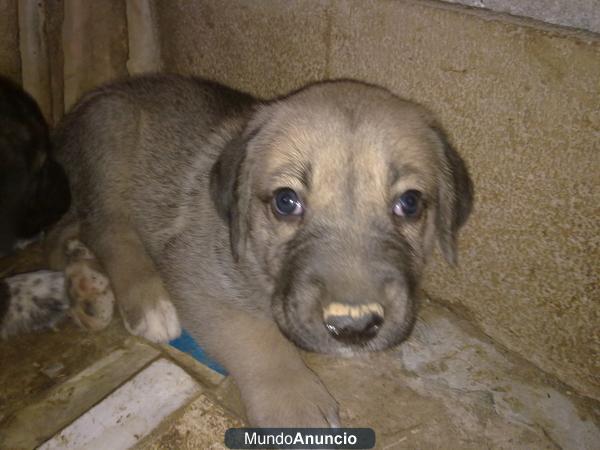 Regalo mastina cachorra