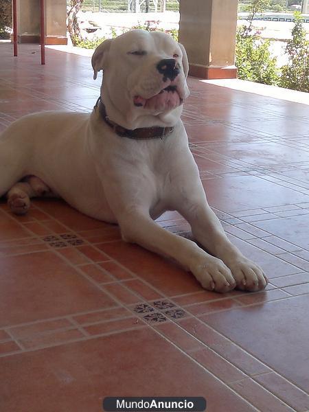 se ofrece dogo argentino para monta