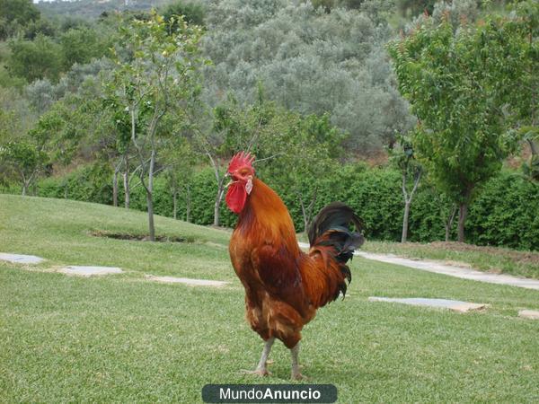 SE VENDEN GALLINAS DE RAZA