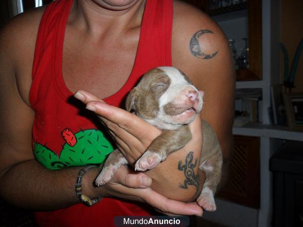 Vendo cachorros de Pitbull terrier de raza (rednoise)