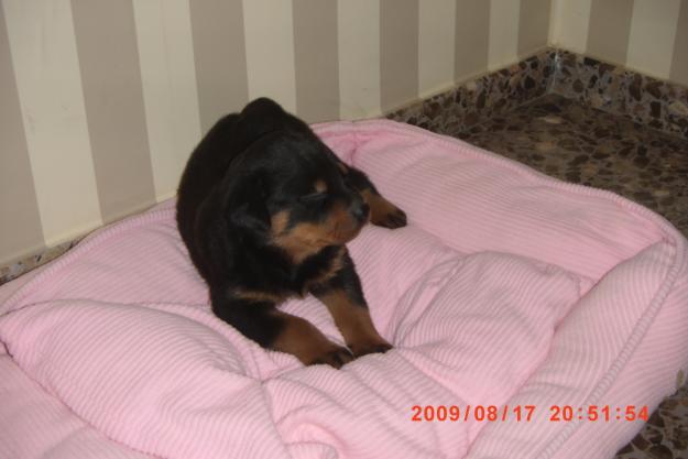 vendo ultima cachorrita de rottweiller