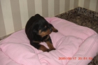 vendo ultima cachorrita de rottweiller - mejor precio | unprecio.es