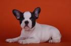 * Cachorros de bulldog francés (la adopción) - mejor precio | unprecio.es