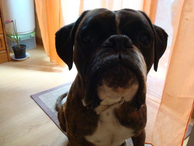 BOXER CON PEDEGREE DE 2 AÑOS, BUSCA FAMILIA ADOPTIVA GRATIS