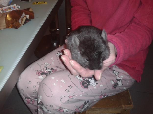 chinchillas machos color ebony extradark