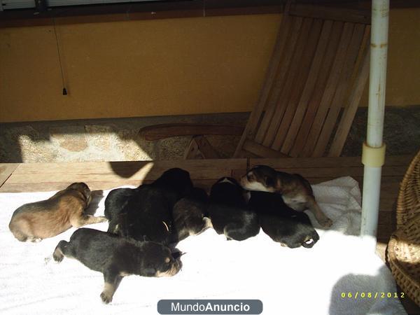 SE REGALAN CACHORROS NACIDOS ESTE 25 DE JULIO DEL 2012