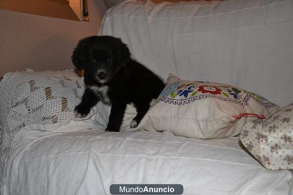 ULTIMA CACHORRITA DE LABRADOR