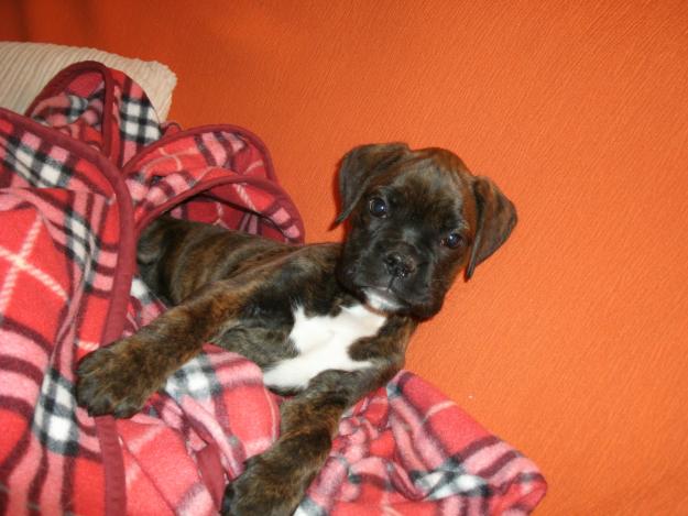 vendo a esta precios Boxer