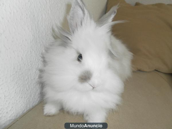 Vendo-regalo conejo enano angora