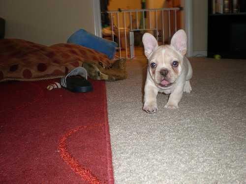 adorable cachorro bulldog francés blanco disponible ahora