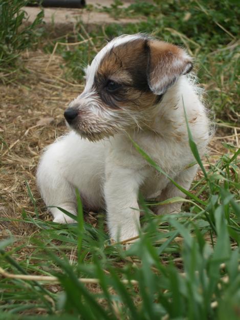 CACHORROS JACK-RUSSELL TERRIER (LINEA AUSTRALIANA)