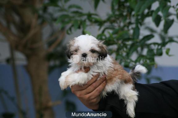 Camadita de shih-tzu de calidad