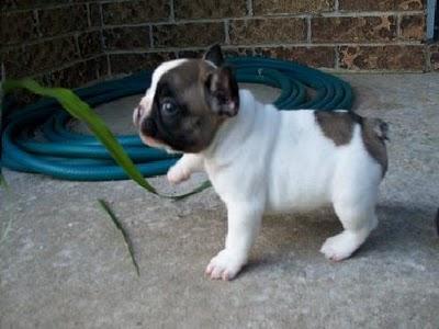 Cambio cachorro de 7 meses bulldog franc