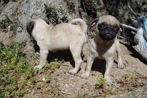 EL RINCON DEL CACHORRO INCREIBLES CARLINOS