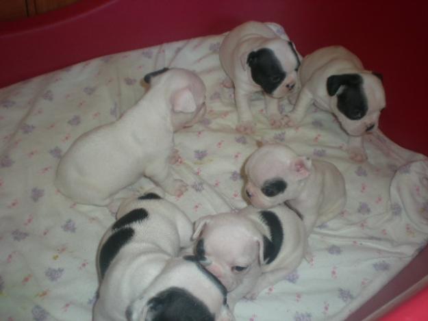 Excelente Camada de Bulldogs Frances 500€ Con Gastos Incluidos