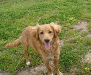 Kika, preciosa cachorrita encontrada en la carretera... quieres darle un hogar?