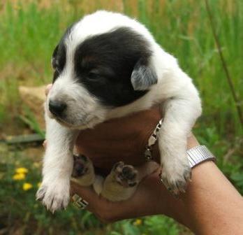 Tengo 7 cachorritos para dar en adopción