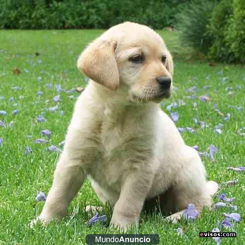 BUSCO CACHORRO LABRADOR RETRIEVER-